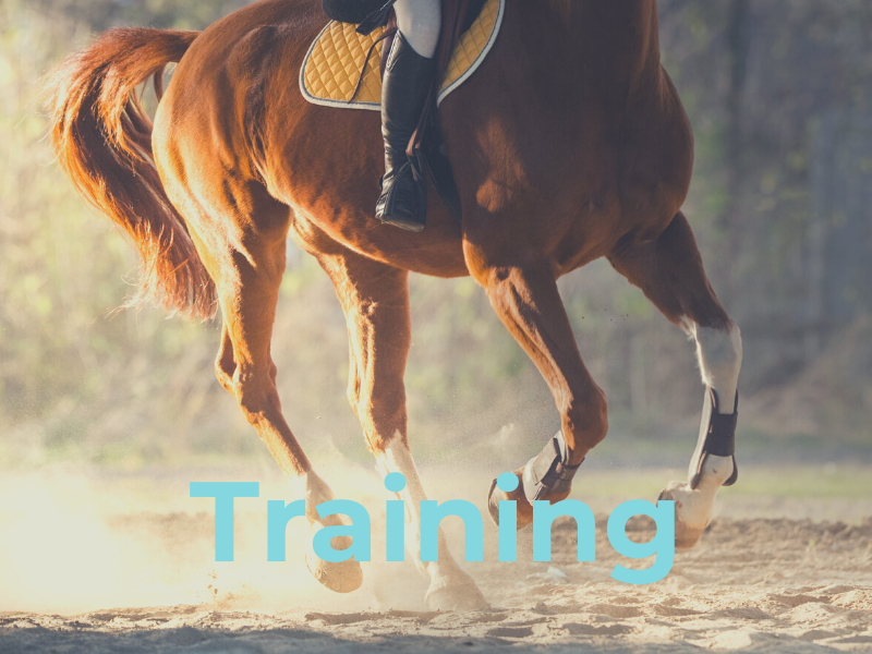 Training Horse Health Plan