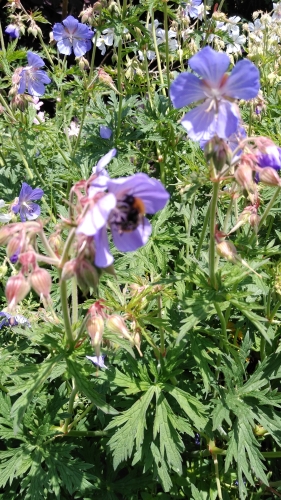 hortiverde_geranium met hommel