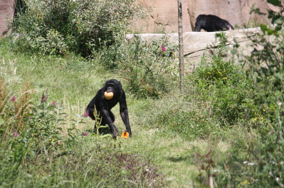 hortiverde_bonobo buitenverblijf