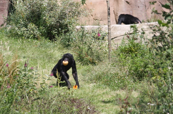 hortiverde_bonobo buitenverblijf