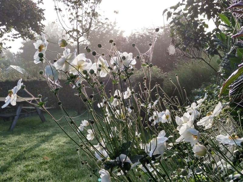 hortiverde_anemone Honorine Jobert