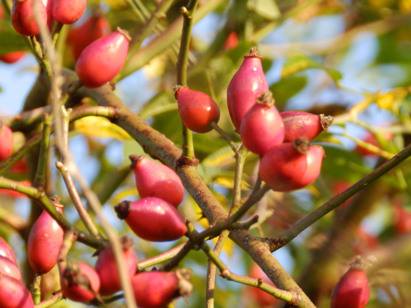 hortiverde_rosa canina