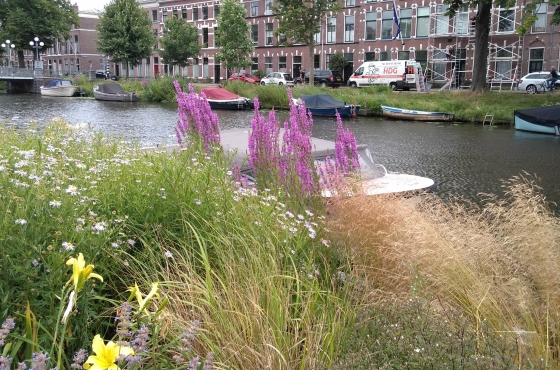 hortiverde-singel sterrenwacht leiden