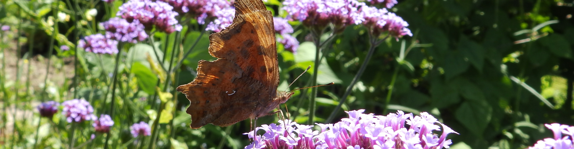hortiverde-vebena en vlinder