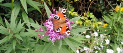 Biodiversiteit in je tuin