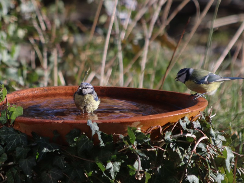 hortiverde_vogelbad shutterstock