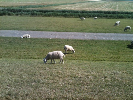Is pir isolatie duurzamer dan schapenwol isolatie?