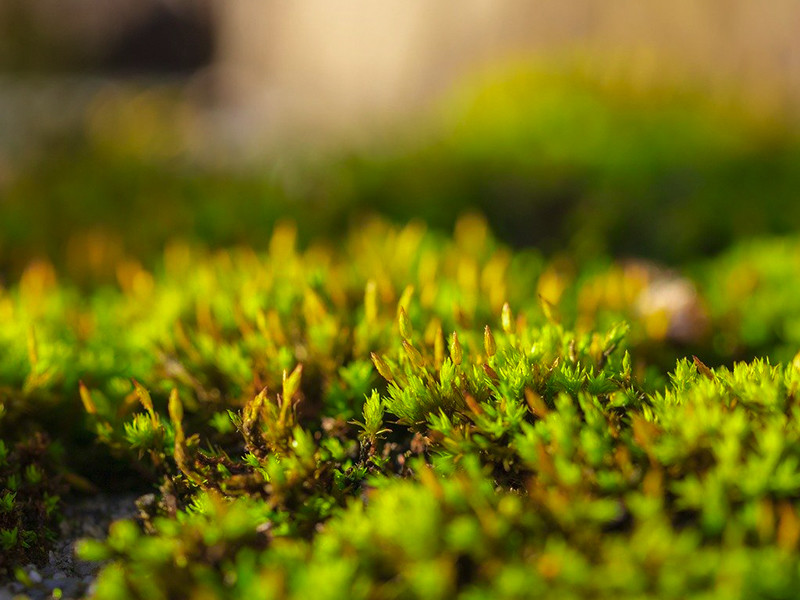 Tuin op het noordoosten Tuinontwerp, tuinaanleg en tuinonderhoud