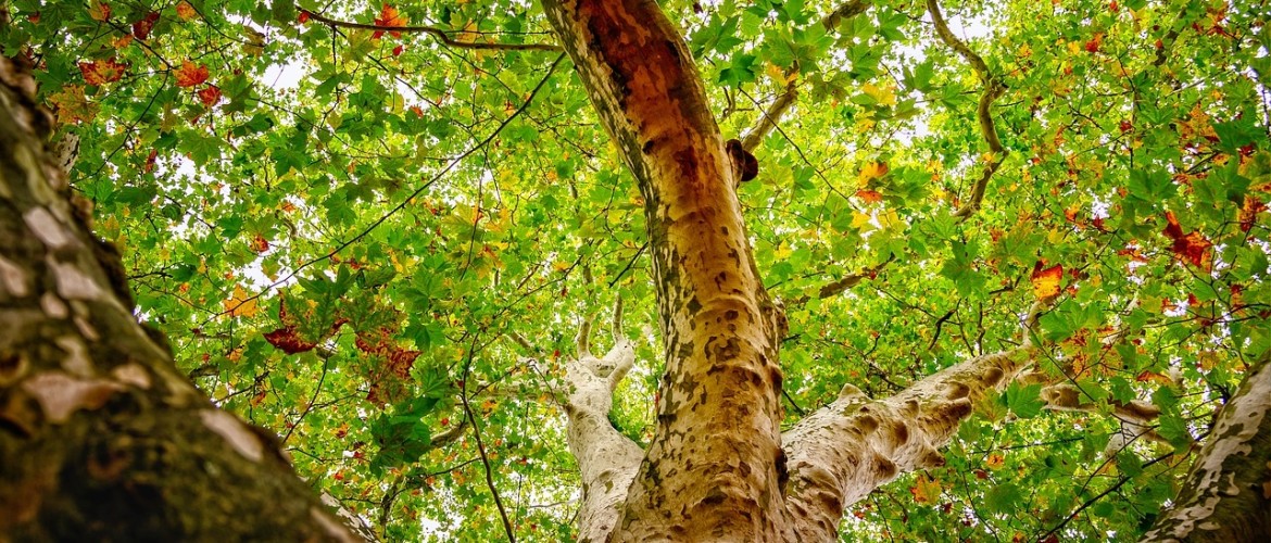 Mooie bomen voor in een grote tuin Tips en ideeën