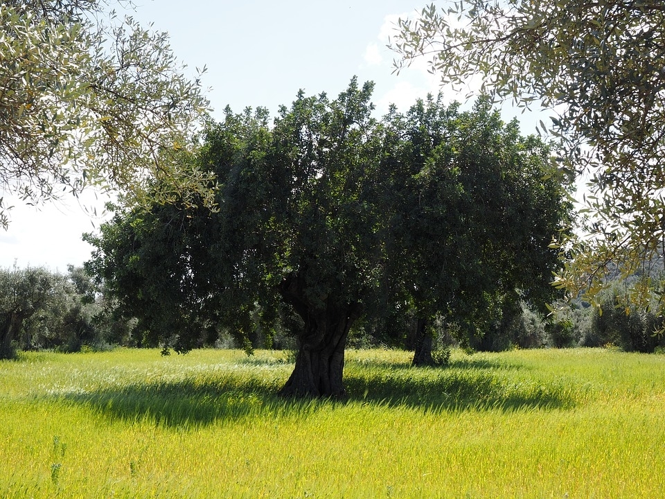 olijfboom onderhouden