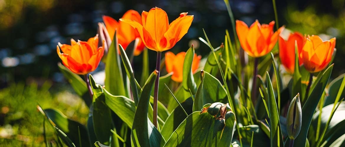 Hoe laat komt de zon op in mijn tuin? Rekening houden met ontwerp!