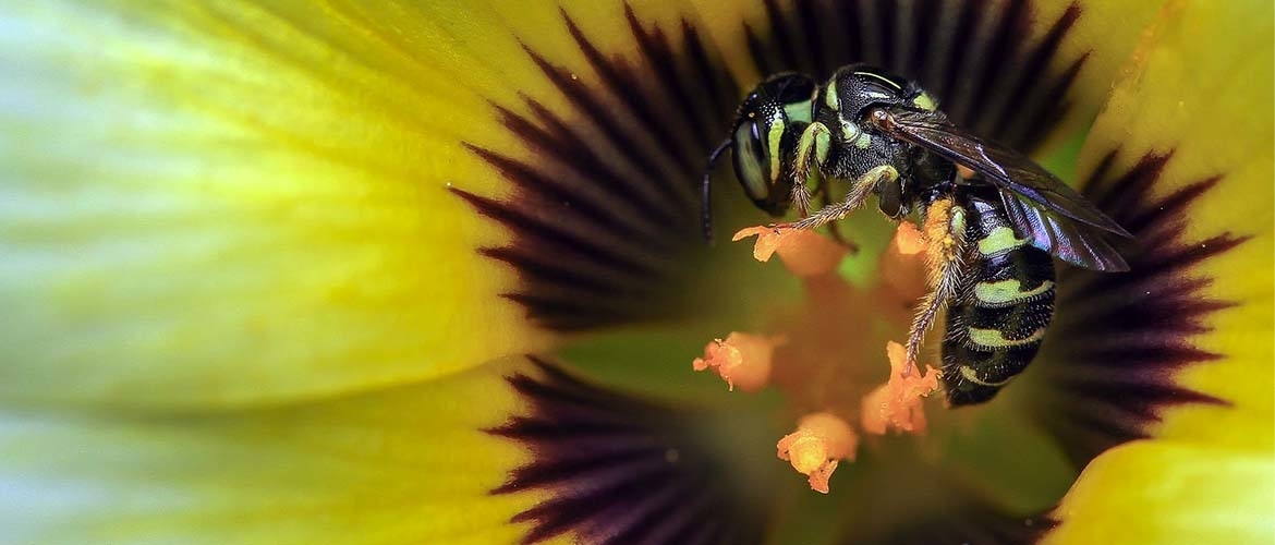Hoe kunt u het beste wespen bestrijden?