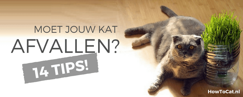 14 tips om je kat te laten afvallen!