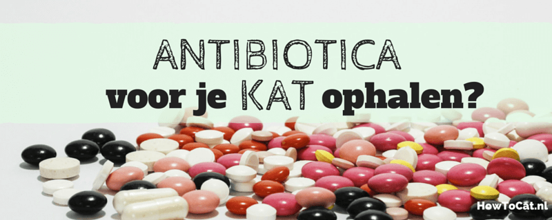 Antibiotica voor je kat ophalen bij de dierenarts. Waarom kan dat eigenlijk niet zomaar?