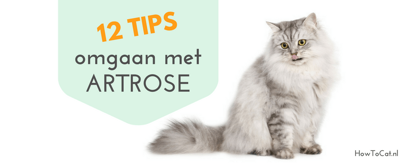 12 tips voor omgaan met artrose bij de kat