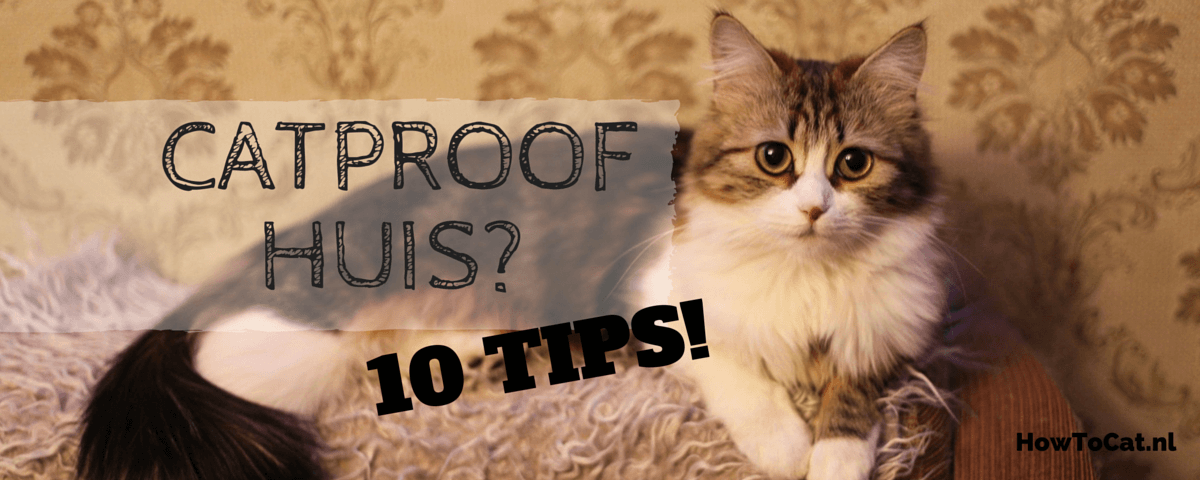 10 tips om je huis catproof te maken!