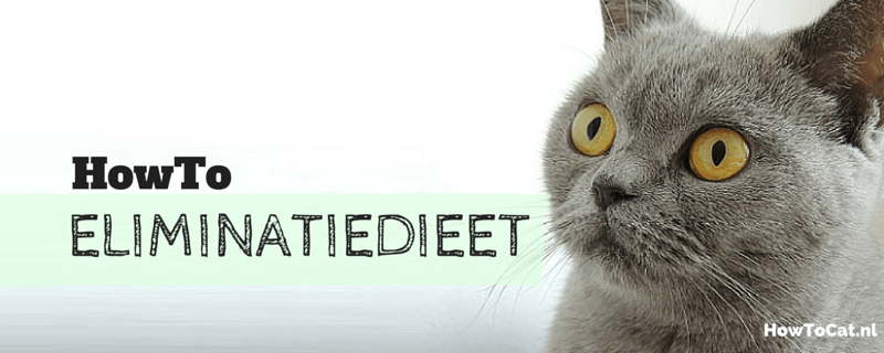 Eliminatiedieet bij katten: Het Stappenplan