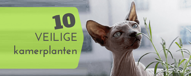 10 kamerplanten die voor je kat ongevaarlijk zijn