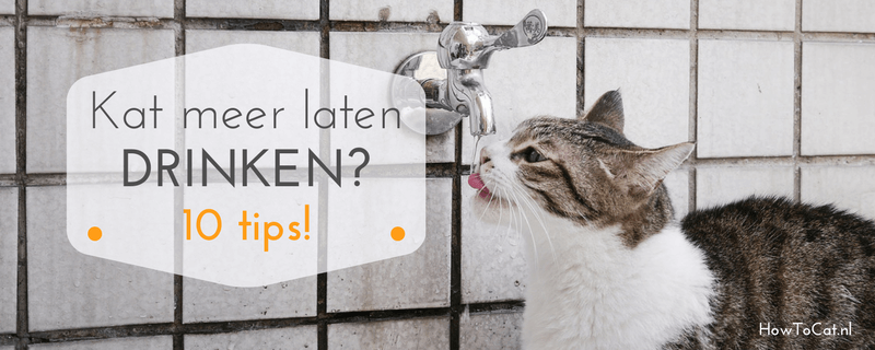 10 tips om je kat meer te laten drinken!