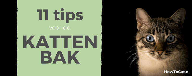 11 tips voor de kattenbak!