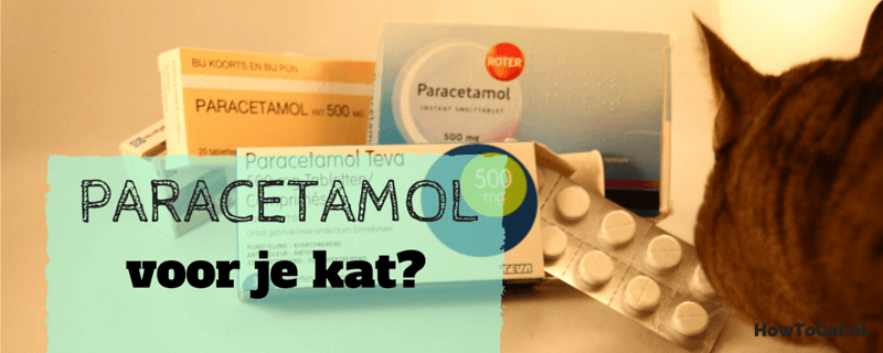 Waarom je NOOIT paracetamol (of andere mensenpilletjes) aan je kat mag geven