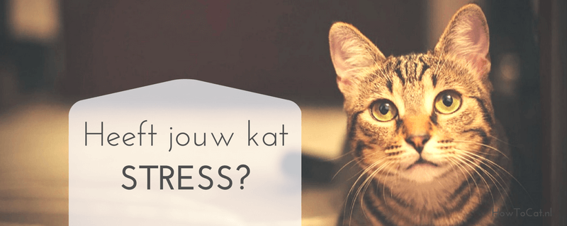 Stress bij je kat; hoe herken je het en wat kun je doen?