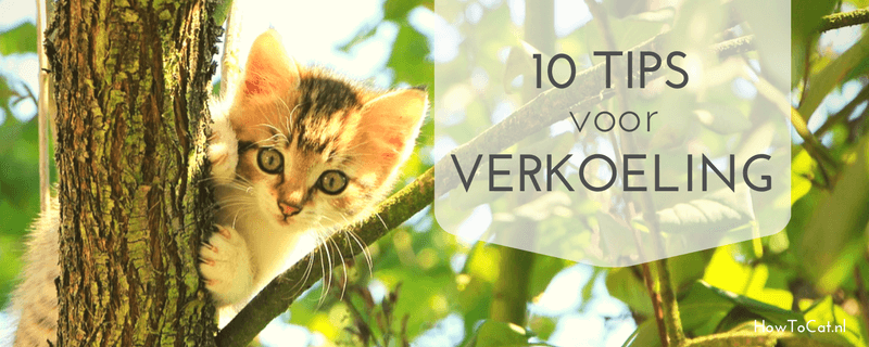 10 tips om je kat verkoeling te geven