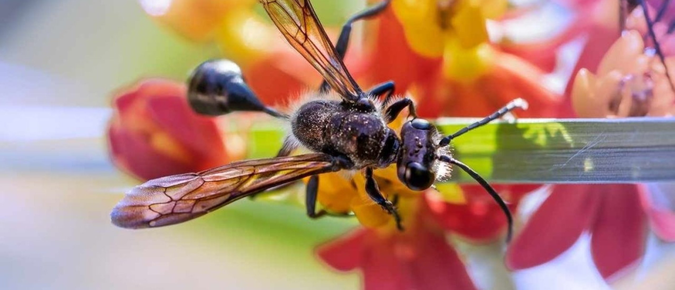 Gedragen jouw collega's zich als vliegende mieren?