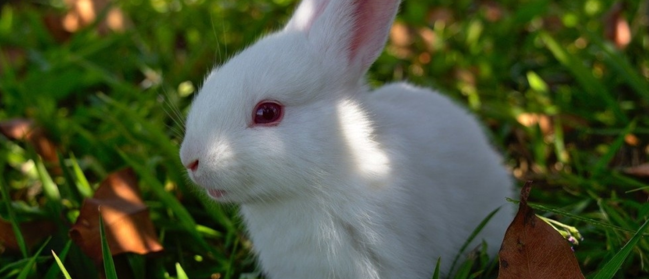 Een albino konijn met oorschurft