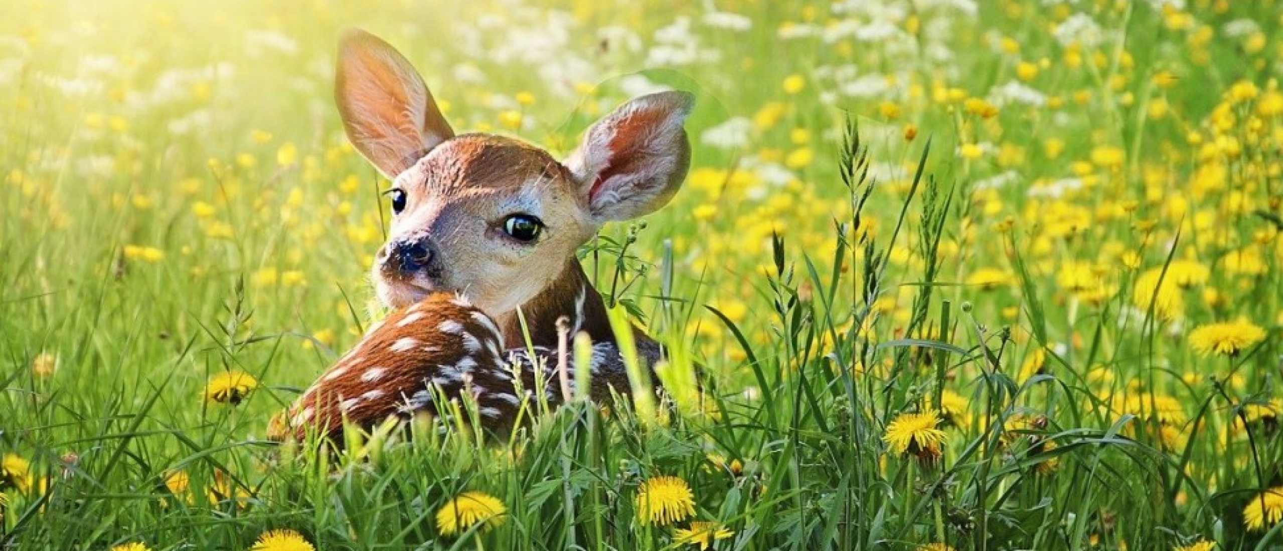 Bambi oogjes en Cinderella smile