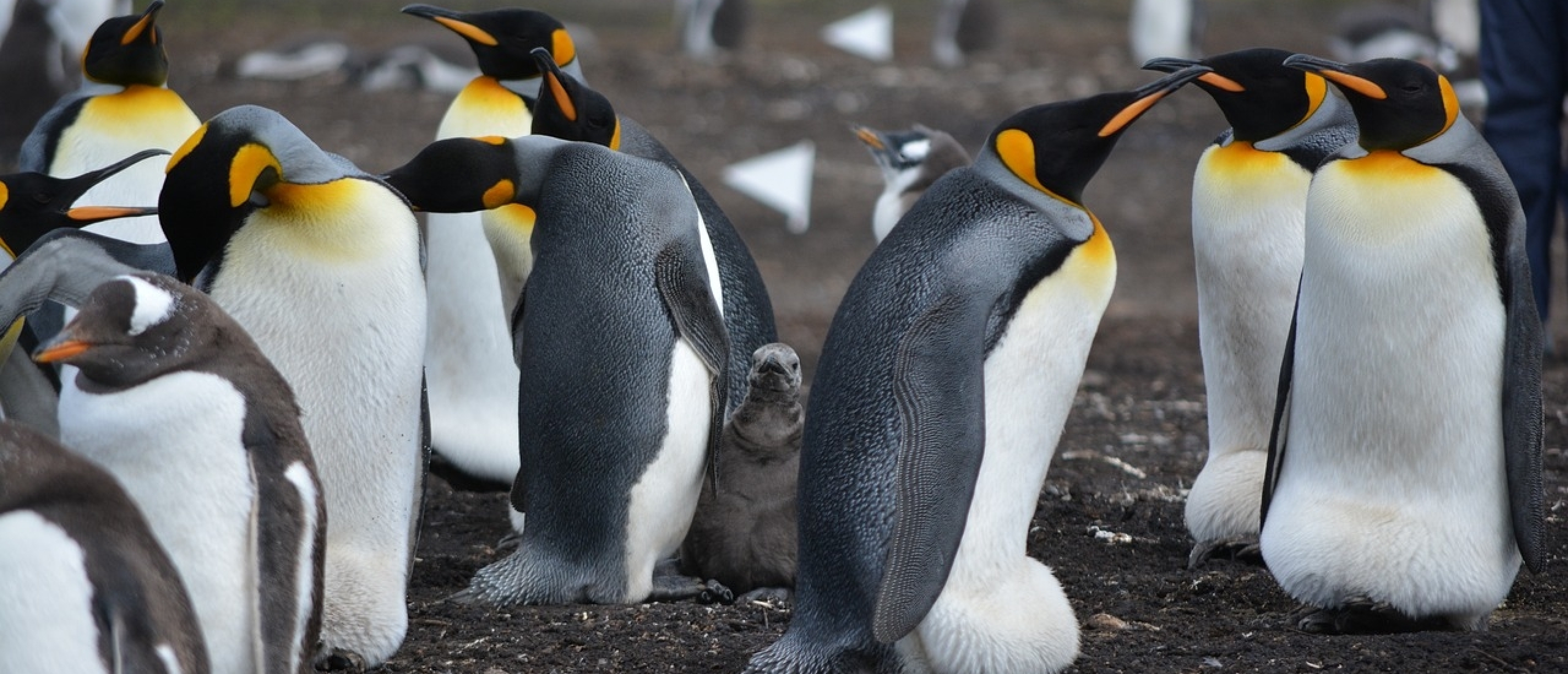 Gedraagt jouw team zich als een kudde pinguïns?