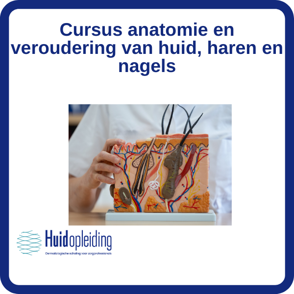 Cursus anatomie huid, haren, nagels en veroudering