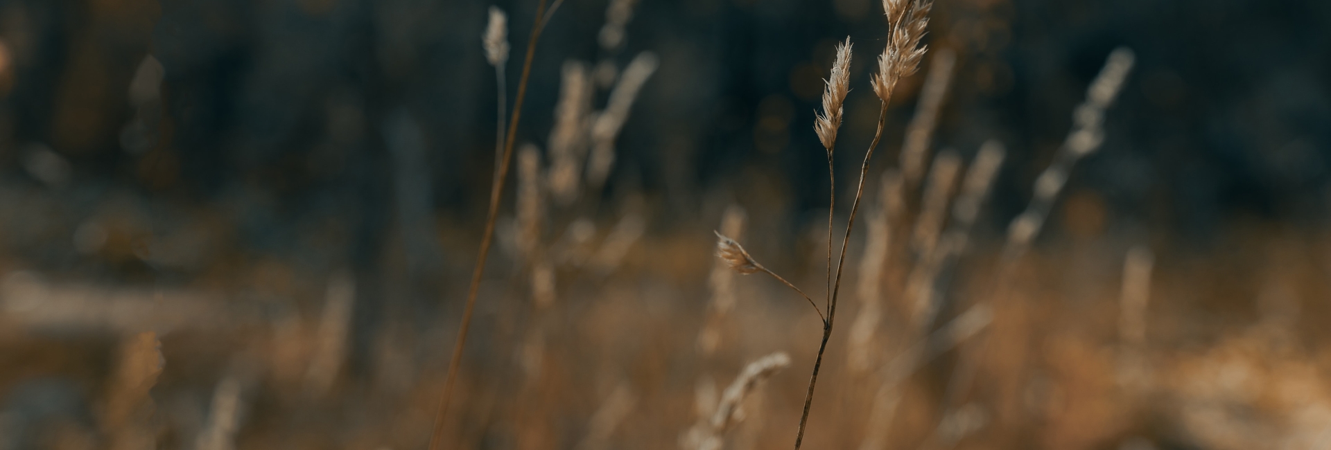 Interieurontwerp en styling interieurstyling