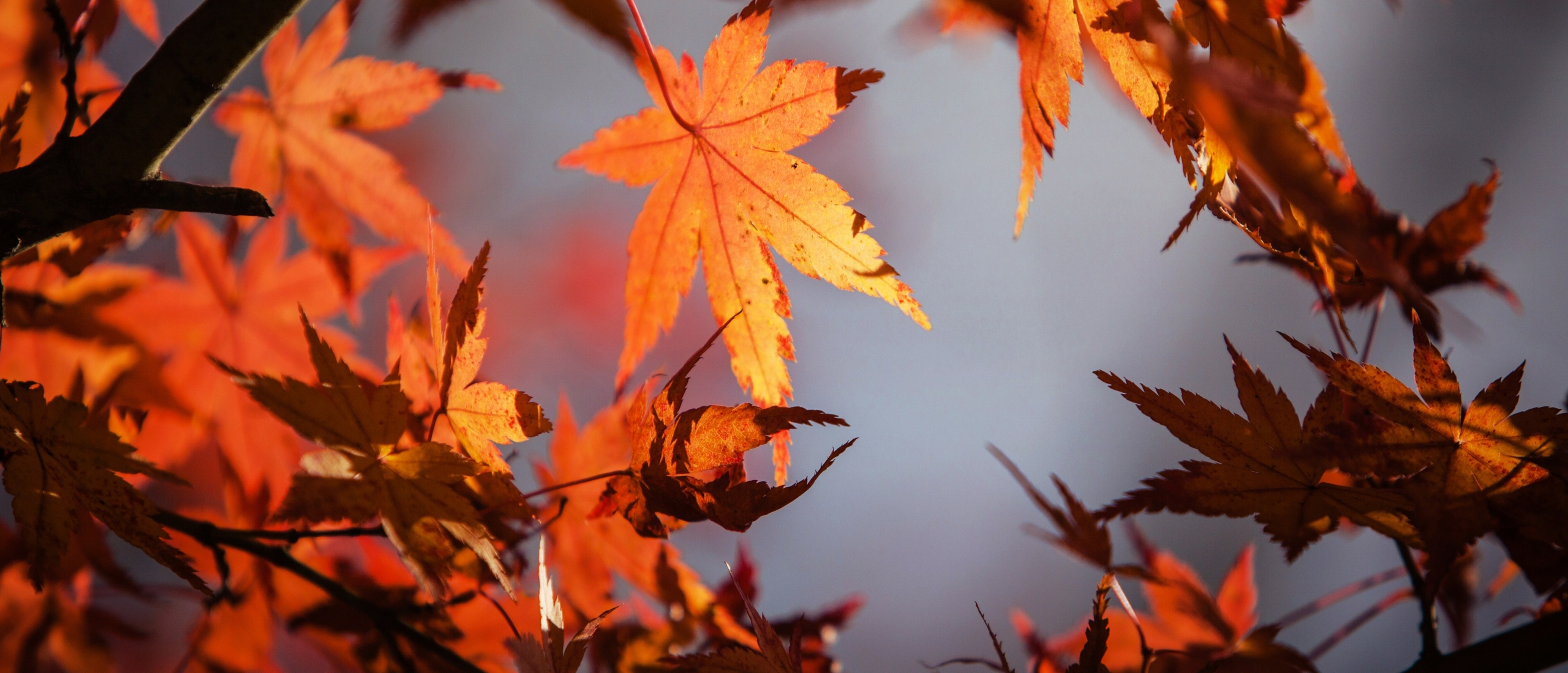 Herfstequinox: 4 dingen die je kunt doen bij de overgang van de zomer naar de herfst
