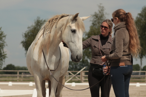 Verbieden diefstal Blaast op Opleiding paardentrainer en instructeur - Human & Horse Academy