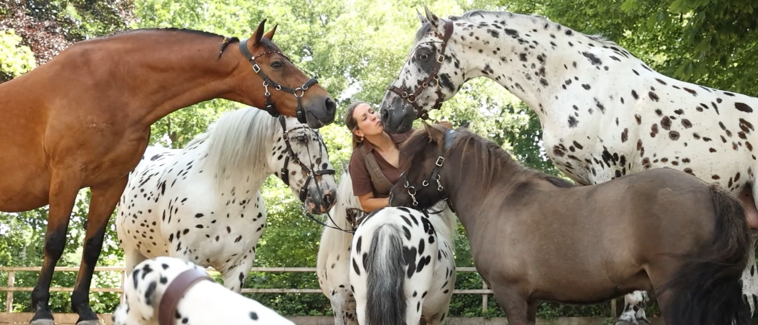 BLOG: bekijk hier jouw inspiratievideo's