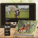 Paarden thuisstudie voorbeeld