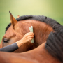Guasha verzorging paard buiten nek