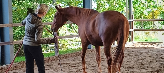 voortraject horsemanship opleiding 1