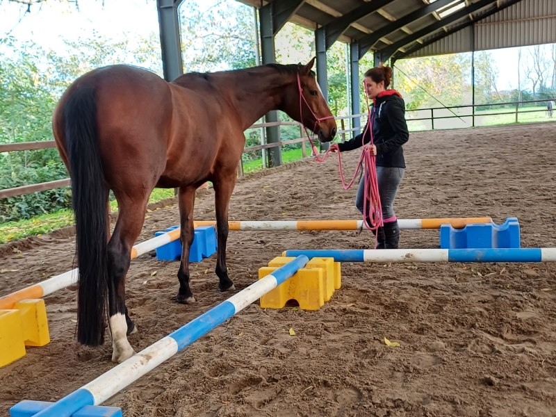 vooropleiding horsemanship 6