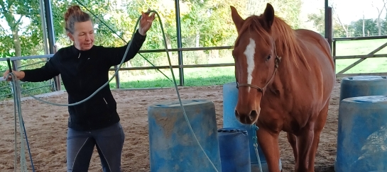 voortraject horsemanship opleiding 4
