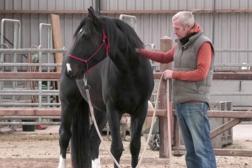 Horsemanship aan de lijn met Dirk