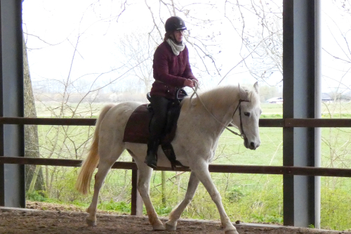Horsemanship les in verticale en horizontale balans