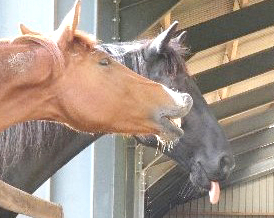 Lick & chew Lick & chew