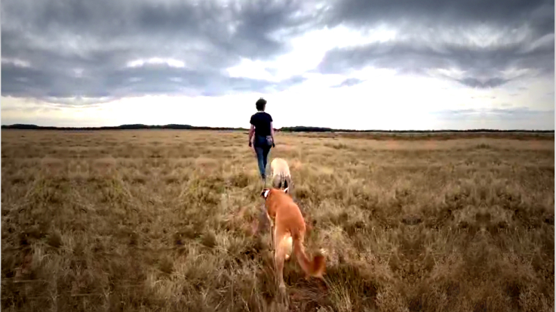 leiderschap met honden