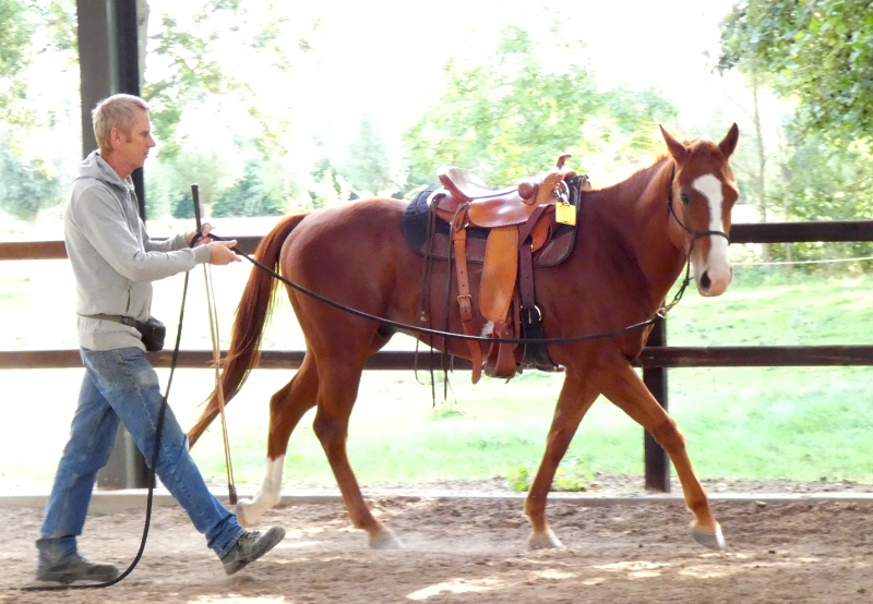 Zadelmak maken Jimmy