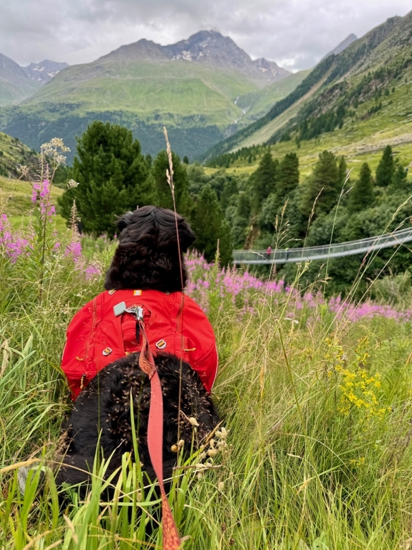 huttentocht-met-hond-maken-in-oostenrijk-foto-arianne-laurentzen-gerritsen