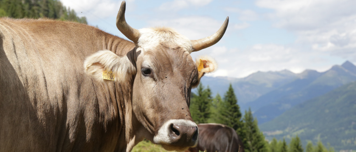 Waarom je voorzichtig moet zijn met koeien tijdens je huttentocht