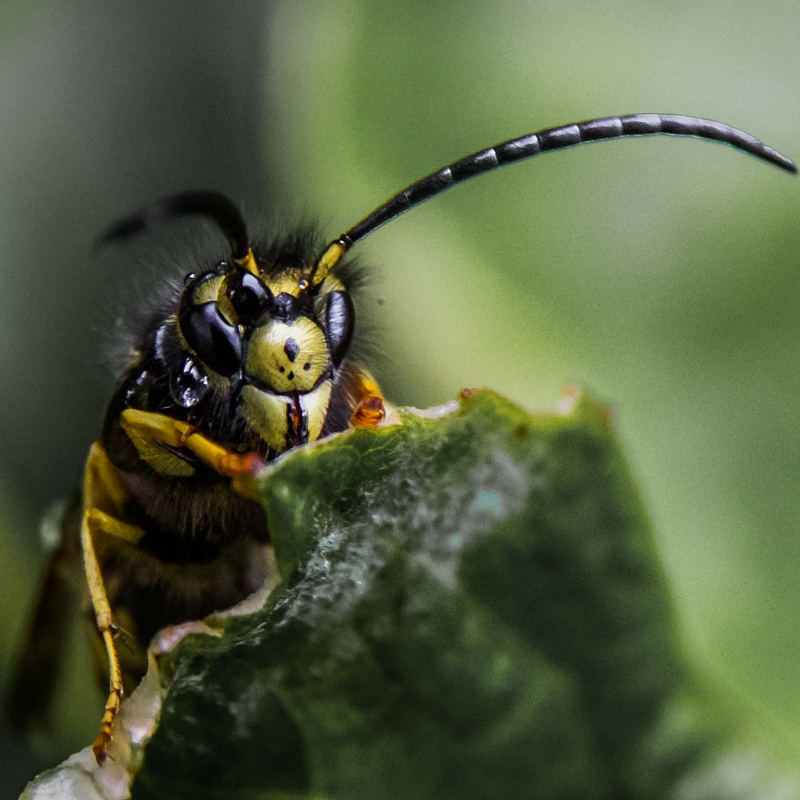 Angst voor wespen verminderen voor de zomer