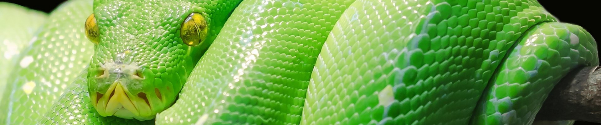 Angst voor slangen overwinnen met hypnose
